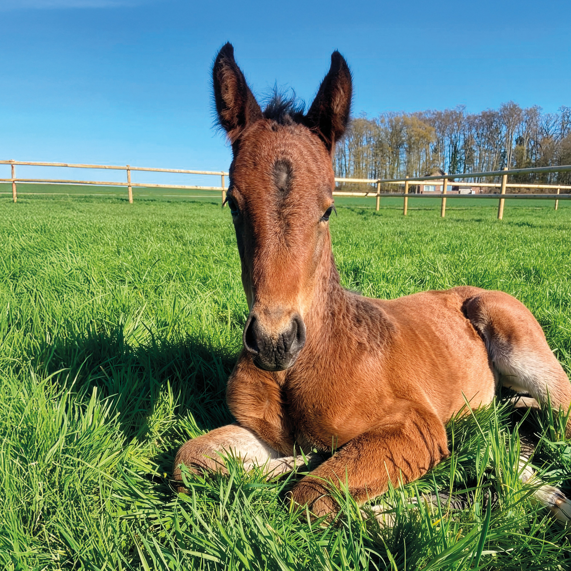 Kierownik gospodarstwa i manager hodowli koni Philipp Severit